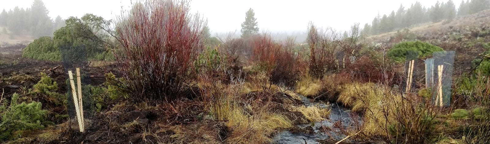 French Gulch and Moose Creek Restoration