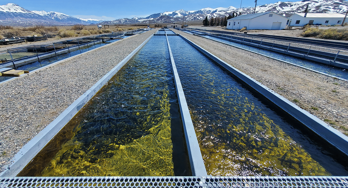 The Mackay Fish Hatchery is located 10 miles north of Mackay, Idaho.