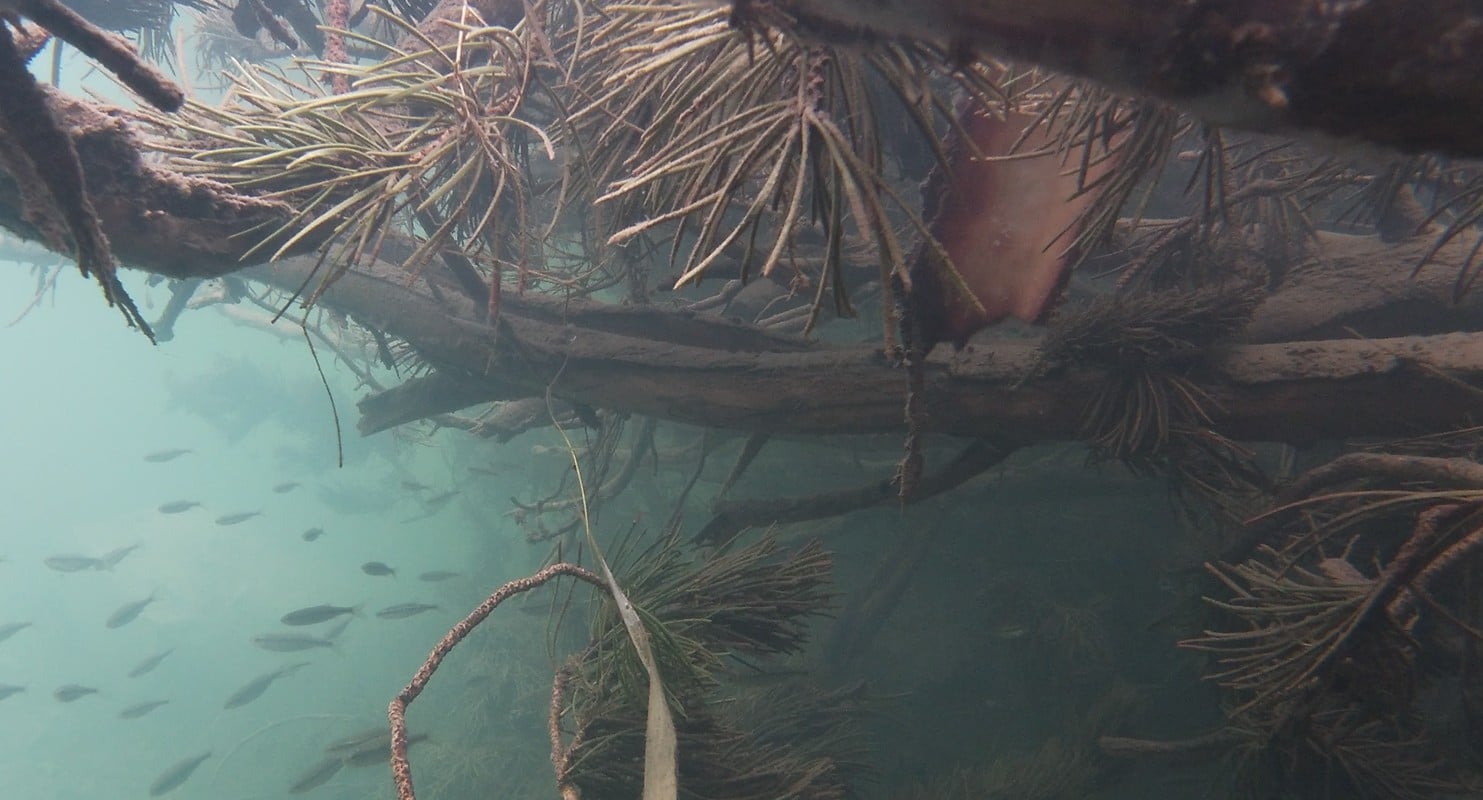 Biologists observed fish using the new in-stream structures soon after installation.