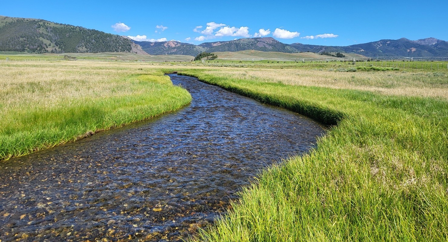 Before restoration efforts, riparian vegetation had not recovered from decades of irrigation and grazing practices within Pole Creek’s riparian corridor.