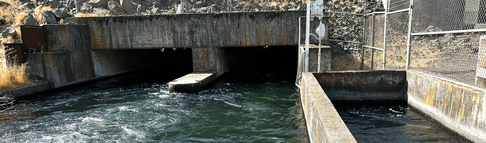 Pelton-Round Butte Fish Passage